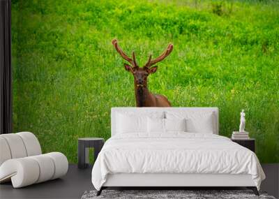 Elk in the Meadow Wall mural