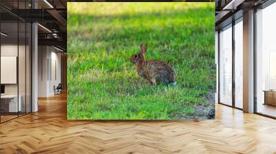 rabbit in the grass Wall mural