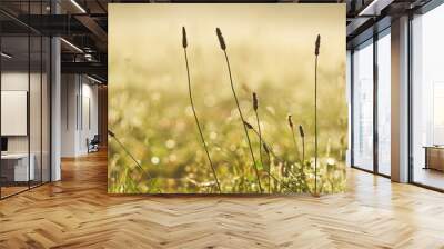 grass in the sunrise Wall mural