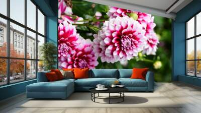 Dahlia Flowers Wall mural