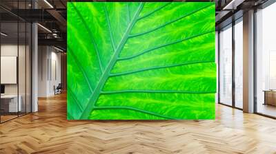 Alocasia Wall mural