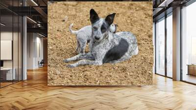 Dog bred to guard cows on the farm concept rural life Wall mural