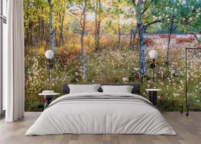 tawny cottongrass (eriophorum virginicum) and quaking aspen trees in a boreal bog at sunrise in blac Wall mural