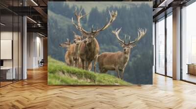 Red Deer Wall mural