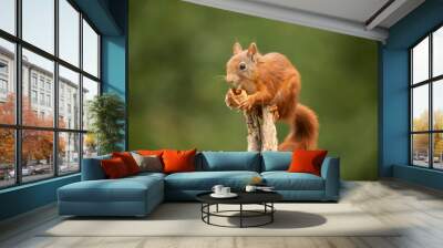 Squirrel, Red Squirrel, Rodent. Wall mural