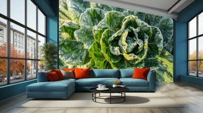 Close up of a rimed cabbage plant (Brassica oleracea)
 Wall mural