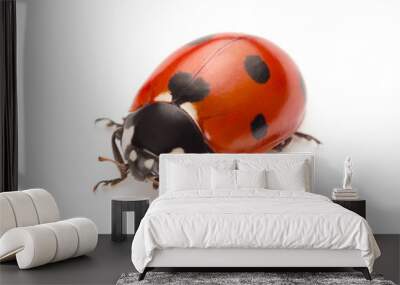 Ladybug Wall mural