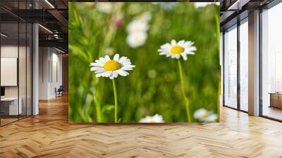 Close-up of two daisies in a meadow Wall mural