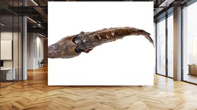 Whole hot smoked african catfish (Clarias gariepinus) isolated on white background. Top view. Wall mural