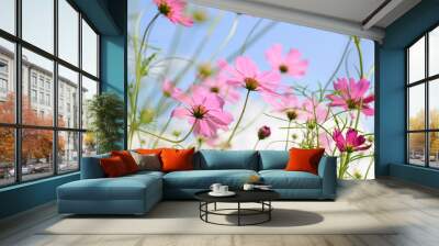 cosmos flower pink color bloom in garden,beuatyful daisy and blu Wall mural