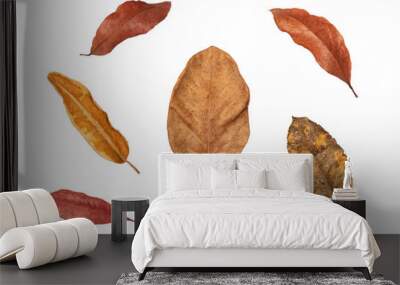 Dry leaf in isolated with clipping path,Brown color leaves set in autumn Wall mural