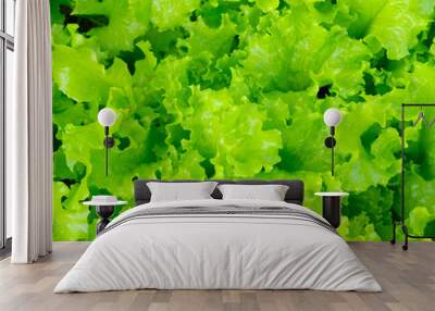 Fresh green lettuce close up salad.food  background Wall mural