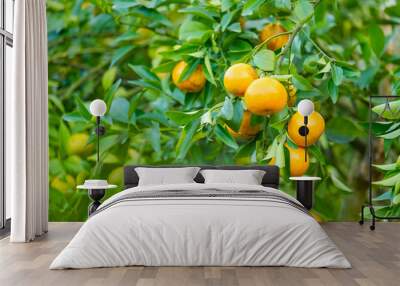 Orange tree in the garden.Farm of fruit Wall mural