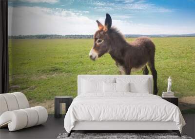 Funny cute brown baby donkey on the spring meadow Wall mural