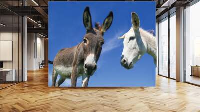 Portrait of Two funny face white and gray curious donkeys Wall mural