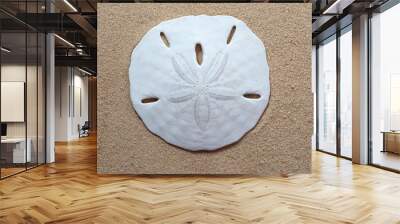 Top view of Sea urchin Common sand dollar, echinarachnius parma, on the beach Wall mural