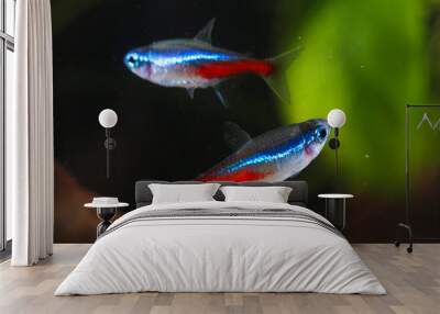 Two Neon tetra Paracheirodon innesi aquarium fish Wall mural