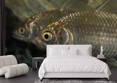 Two Prussian carp, Carassius gibelio Wall mural