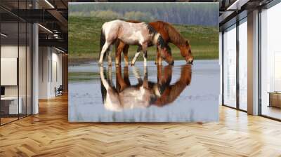 two wild beautiful horses drinking water Wall mural