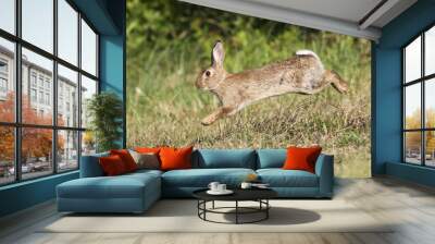 Wild rabbit jumping Wall mural