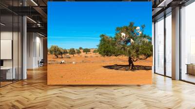 Goats climbed a tree and eat leaves, Essaouira, Souss-Massa-Draa region, Marocco. Copy space for text. Wall mural