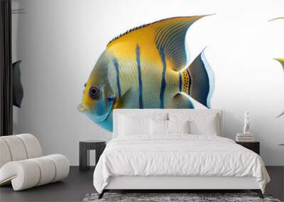 Collection of colorful fish on a transparent or white background Wall mural