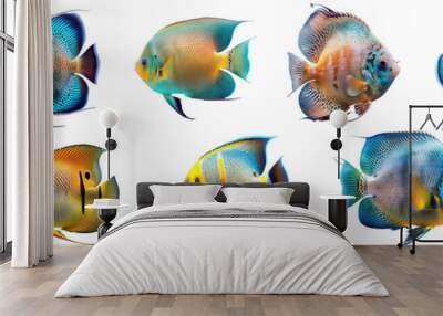 Collection of colorful fish on a transparent or white background Wall mural