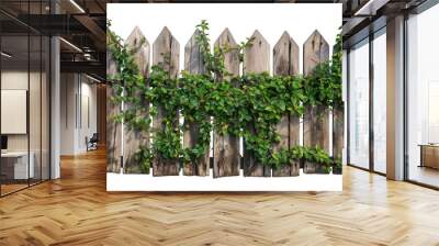 Old wooden fence with ivy and hanging plants on it isolated on transparent or white background Wall mural