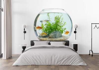 Round aquarium with fish and aquatic plants isolated on transparent or white background Wall mural