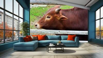 A zebu sometimes known as indicine cattle or humped cattle, is a species or sub-species of domestic cattle originating in South Asia. Wall mural