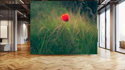 poppy Wall mural