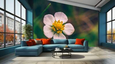 Wild flowers Wall mural