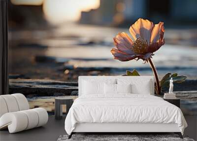 A small flower growing on a cracked asphalt road glistens in the light of the setting sun.  Wall mural