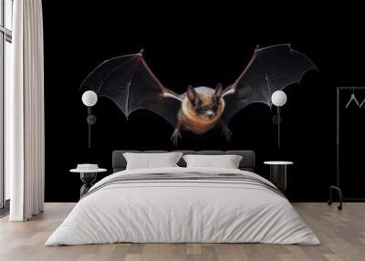 bat on black background Wall mural