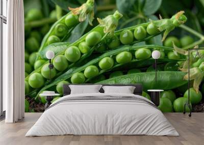 Beautiful close up of green fresh peas and pea pods. Healthy food. Selective focus on fresh bright green pea pods on a pea plants in a garden. Growing  Wall mural