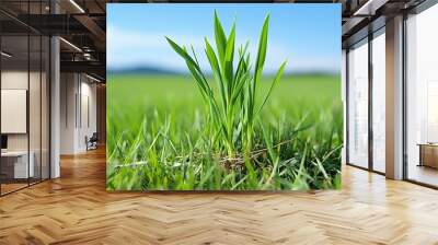 green grass and blue sky Wall mural