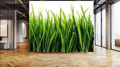 green grass isolated on white Wall mural