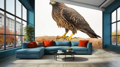 red tailed hawk Wall mural