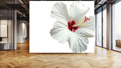 White hibiscus flower isolated on a white background Wall mural