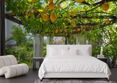 Lemon fruits in a garden dedicated to the goddess Minerva in Salerno, Italy. Wall mural