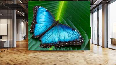 Beautiful close up view of the electric blue morpho butterfly in Costa Rica Wall mural