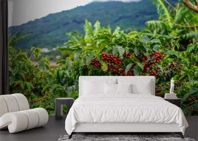 Beautiful coffee plant full red of coffee beans in Costa Rica Wall mural