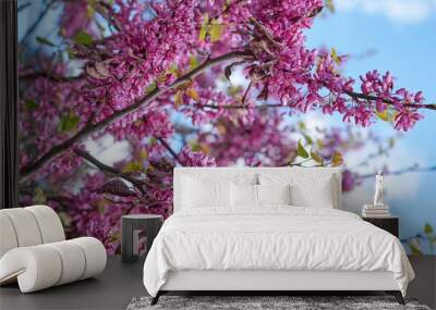 Beautiful flowering branches of juda tree pink bloom in the blue sky. Wall mural