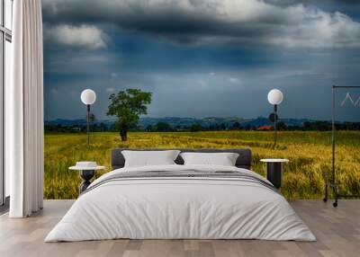 Gold in the fields, background L0itta Parodi on the left and Montecastello on the right, Alessandria, Piedmont, Italy. Wall mural