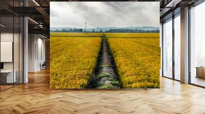 Ripening rice fields - Occimiano, Alessandria - Piedmont - Italy Wall mural