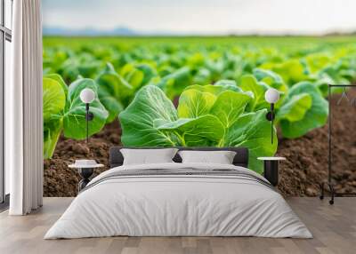 Fresh green lettuce plants thrive in well tended field, showcasing benefits of modern agricultural practices. vibrant leaves reflect potential of sustainable farming methods Wall mural