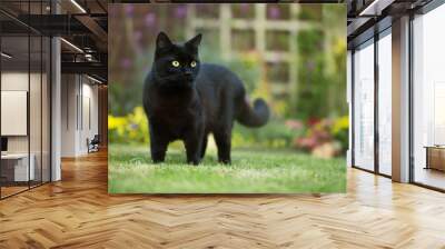 Close up of a black cat on the grass Wall mural