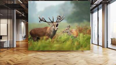 Close-up of a Red deer roaring next to a hind Wall mural