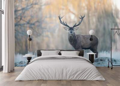 Close up of a Red deer stag in winter Wall mural