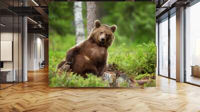 European brown bear leaning against the tree Wall mural